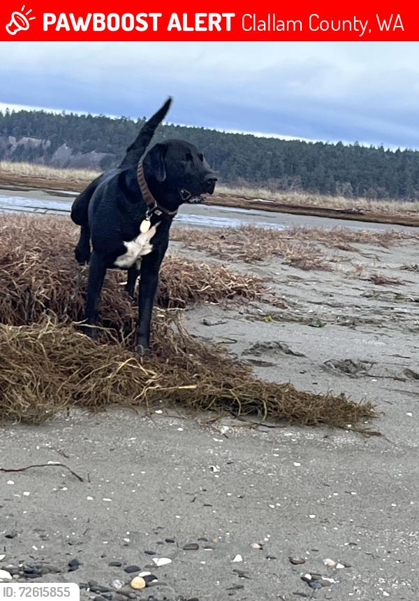 Lost Male Dog last seen Lower Elwha Fish Hatchery at Crown Z Water Rd, Clallam County, WA 98363