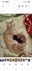 Lost Female Cat last seen Prescott and rumble., Modesto, CA 95350