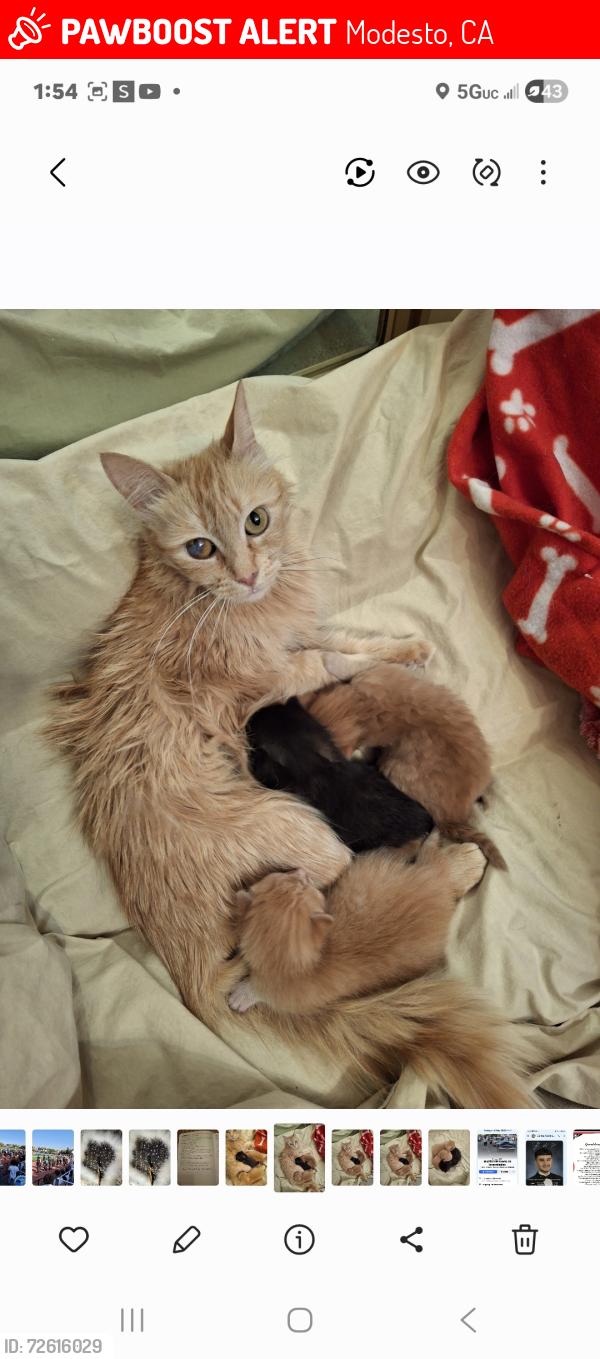 Lost Female Cat last seen Prescott and rumble., Modesto, CA 95350