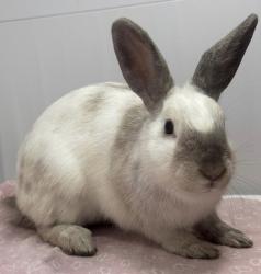 Lost Female Rabbit last seen N. Skytop Ct., Orange, CA, Orange, CA 92867