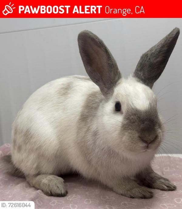 Lost Female Rabbit last seen N. Skytop Ct., Orange, CA, Orange, CA 92867