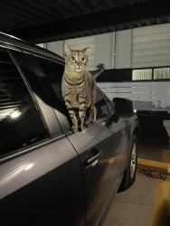 Lost Male Cat last seen Near El Camino Real , Houston, TX 77062
