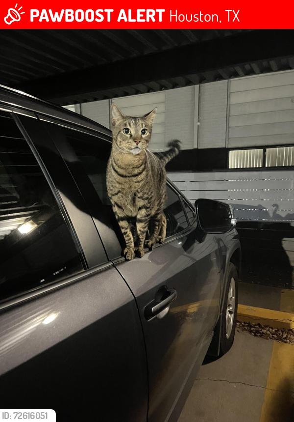Lost Male Cat last seen Near El Camino Real , Houston, TX 77062