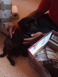 Lost Female Dog last seen Dundas and Hewitt st , London, ON N5W 3T4