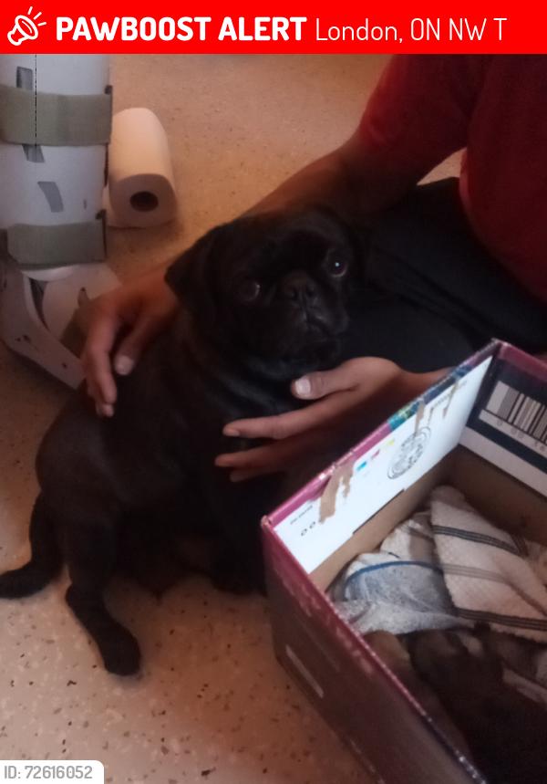 Lost Female Dog last seen Dundas and Hewitt st , London, ON N5W 3T4