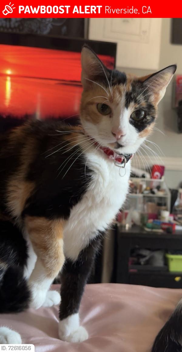 Lost Female Cat last seen  54th street , Riverside, CA 92509