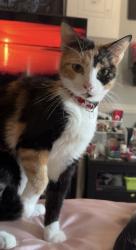 Lost Female Cat last seen  54th street , Riverside, CA 92509