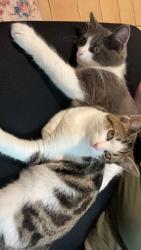Lost Male Cat last seen California Ave & union Ave, Bakersfield, CA 93301