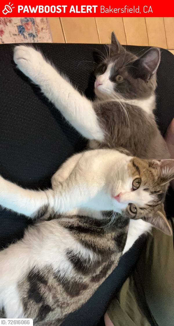 Lost Male Cat last seen California Ave & union Ave, Bakersfield, CA 93301