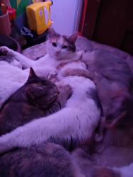 Lost Female Cat last seen Near nd , Battle Ground, WA 98604