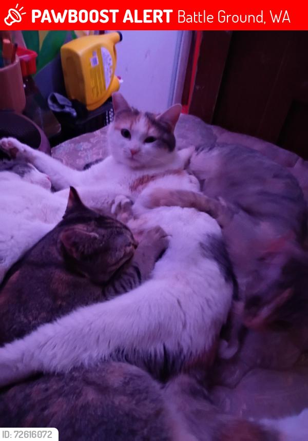 Lost Female Cat last seen Near nd , Battle Ground, WA 98604
