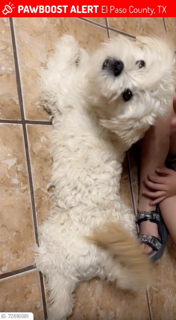 Lost Male Dog last seen Achim st  79928, El Paso County, TX 79928