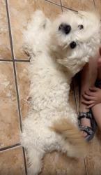 Lost Male Dog last seen Achim st  79928, El Paso County, TX 79928