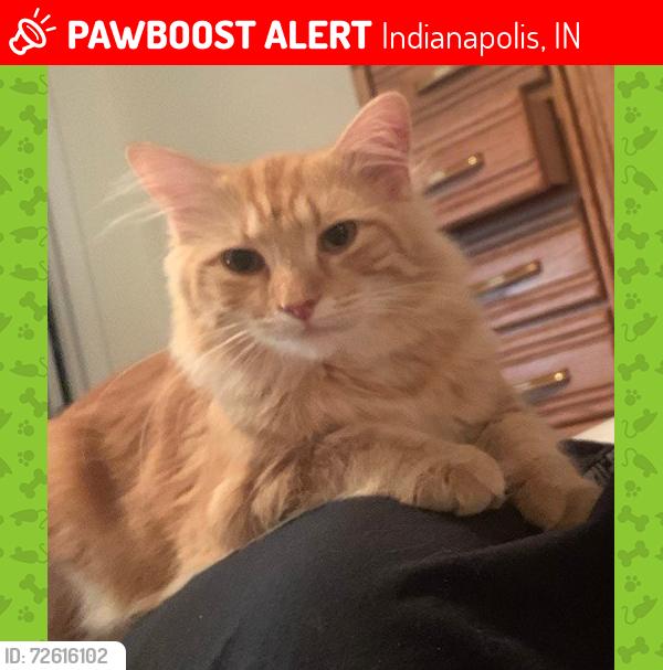 Lost Male Cat last seen Bade Woods or Bade and Prospect, Indianapolis, IN 46239