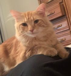 Lost Male Cat last seen Bade Woods or Bade and Prospect, Indianapolis, IN 46239