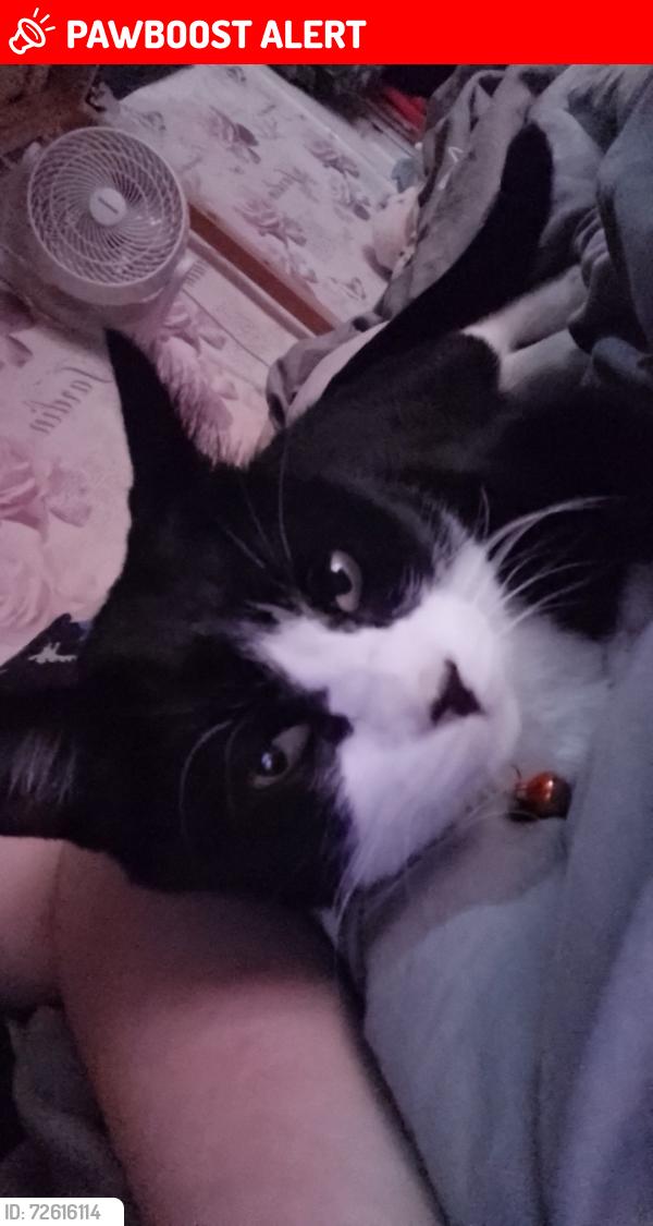 Lost Male Cat last seen Morley road near the shop, Radcliffe, England M26 3GR