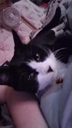 Lost Male Cat last seen Morley road near the shop, Radcliffe, England M26 3GR