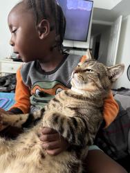 Lost Male Cat last seen Near Pier Court, Virginia Beach, VA 23462