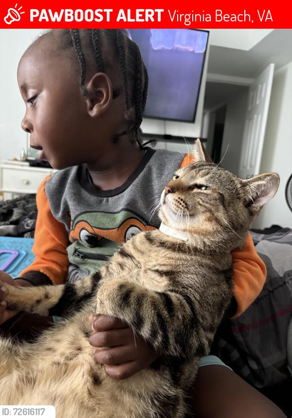Lost Male Cat last seen Near Pier Court, Virginia Beach, VA 23462