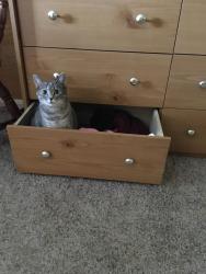Lost Female Cat last seen Rural , Louisville, KY 40228