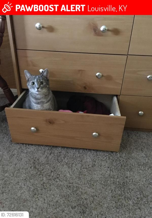 Lost Female Cat last seen Rural , Louisville, KY 40228