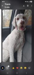 Lost Male Dog last seen Hwy15, off Lake St. Francis, St Francis, MN 55070