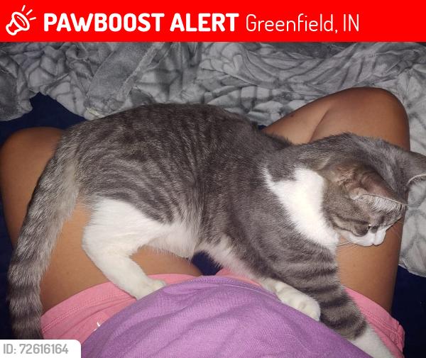 Lost Male Cat last seen Davis rd/100 & SR 9, Greenfield, IN 46140