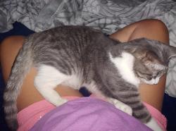Lost Male Cat last seen Davis rd/100 & SR 9, Greenfield, IN 46140