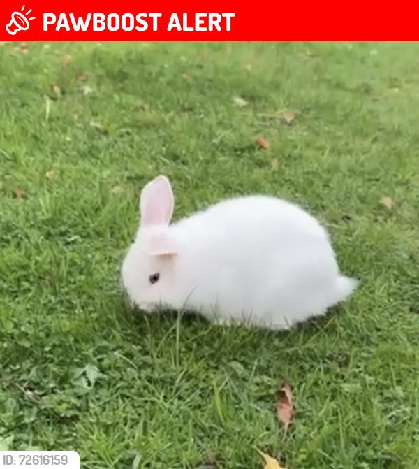 Lost Female Rabbit last seen Brynbala Way, , Wales CF3