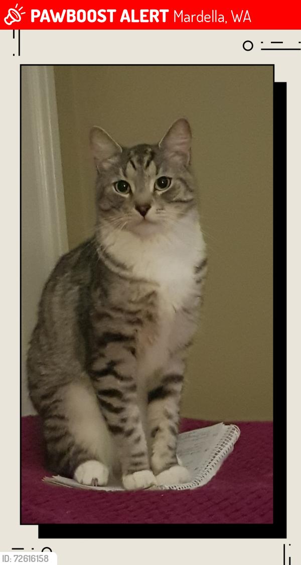 Lost Male Cat last seen Shanley Road, Mardella, Mardella, WA 6125