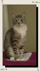 Lost Male Cat last seen Shanley Road, Mardella, Mardella, WA 6125