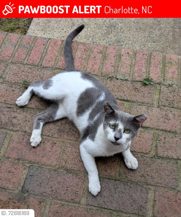 Lost Male Cat last seen Sharon South II, Charlotte, NC 28210