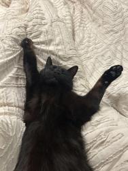 Lost Male Cat last seen South Park Golf Course, Louisville, KY 40118