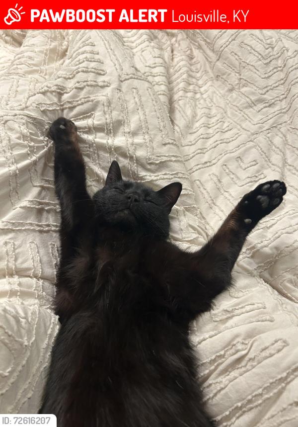Lost Male Cat last seen South Park Golf Course, Louisville, KY 40118