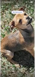 Lost Female Dog last seen Horse heaven hills vet clinic , Kennewick, WA 99336