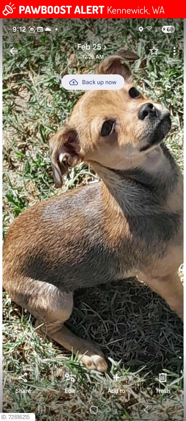 Lost Female Dog last seen Horse heaven hills vet clinic , Kennewick, WA 99336