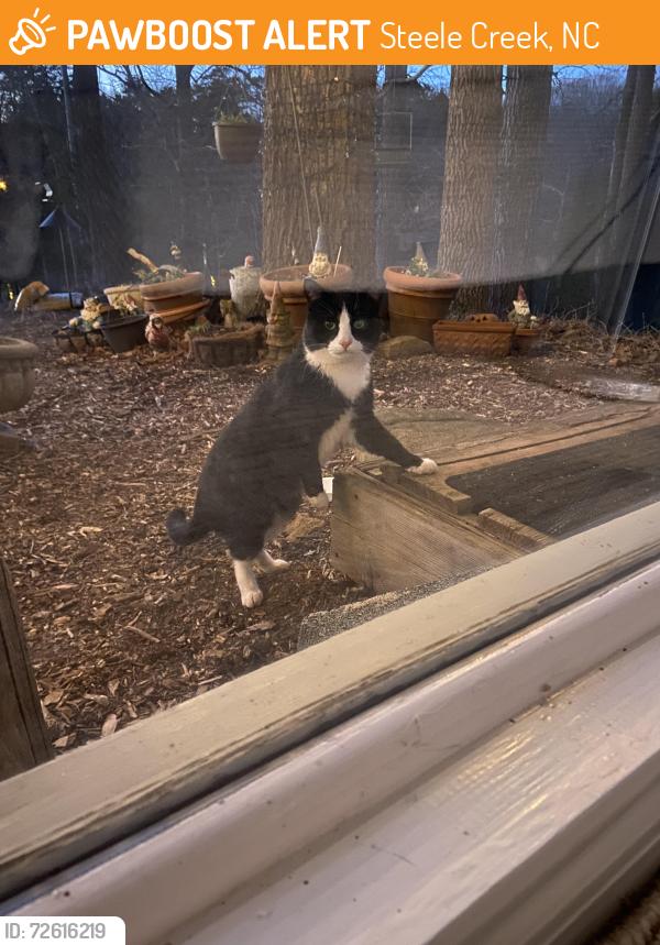 Found/Stray Male Cat last seen Four Horse & Birling Rd Charlotte, NC, Steele Creek, NC 28278