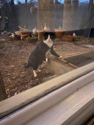 Found/Stray Male Cat last seen Four Horse & Birling Rd Charlotte, NC, Steele Creek, NC 28278
