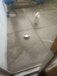 Lost Female Dog last seen Near Oakbrook Ln , Indianapolis, IN 46254