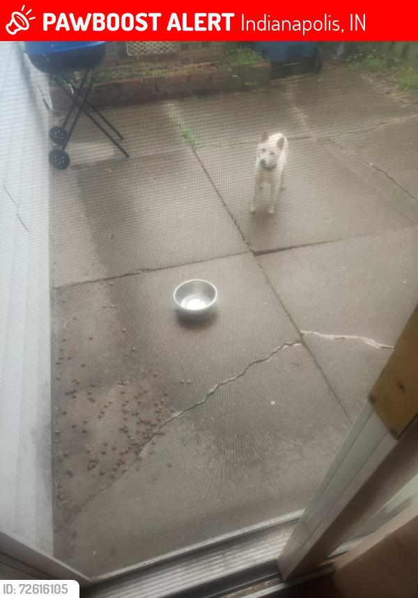 Lost Female Dog last seen Near Oakbrook Ln , Indianapolis, IN 46254