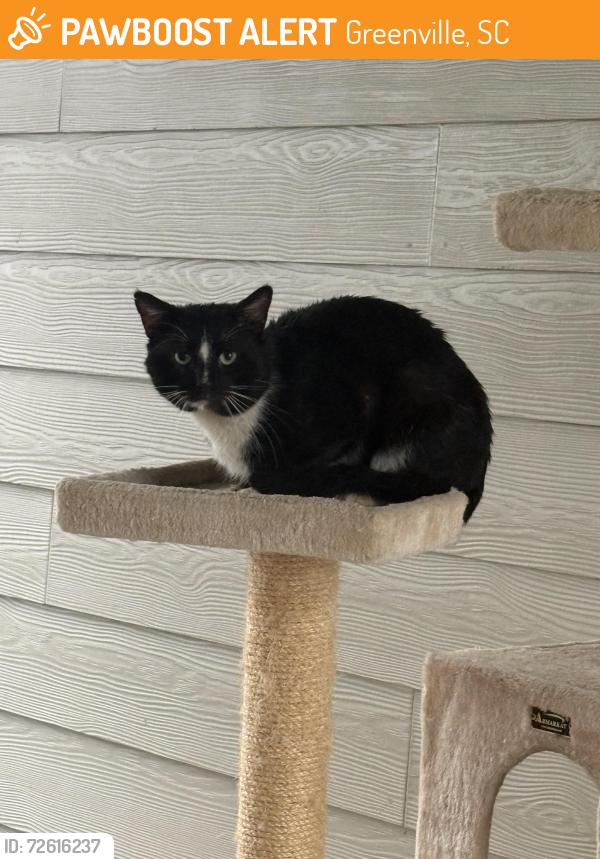 Found/Stray Unknown Cat last seen Buncombe, Greenville, SC 29609