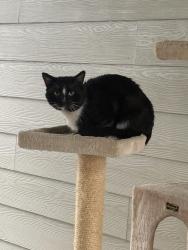 Found/Stray Unknown Cat last seen Buncombe, Greenville, SC 29609