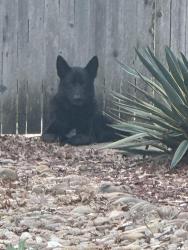 Found/Stray Male Dog last seen Gardens at Brookhollow, San Antonio, TX 78232