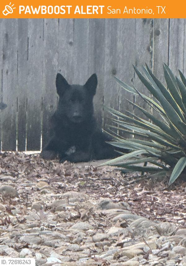 Found/Stray Male Dog last seen Gardens at Brookhollow, San Antonio, TX 78232