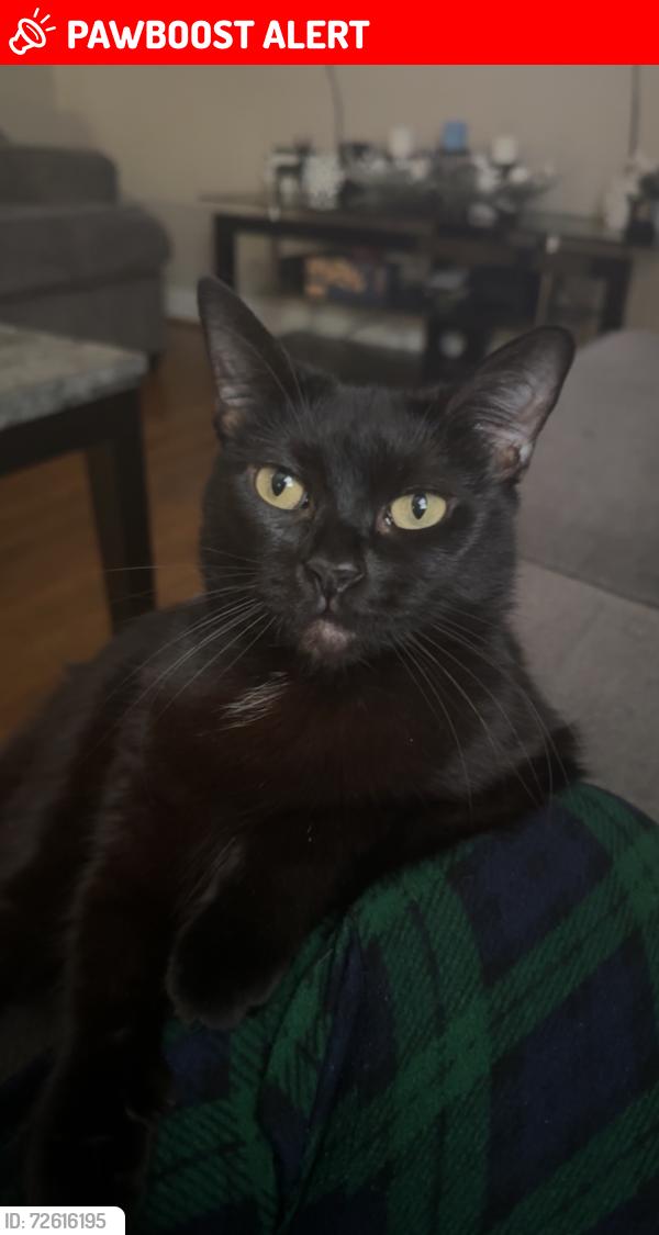 Lost Female Cat last seen Montague rd. 29617, Greenville County, SC 29617