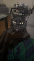 Lost Female Cat last seen Montague rd. 29617, Greenville County, SC 29617