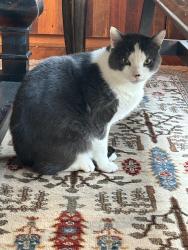Lost Male Cat last seen Shelter Lakes Subdivision, Haymarket, VA 20169