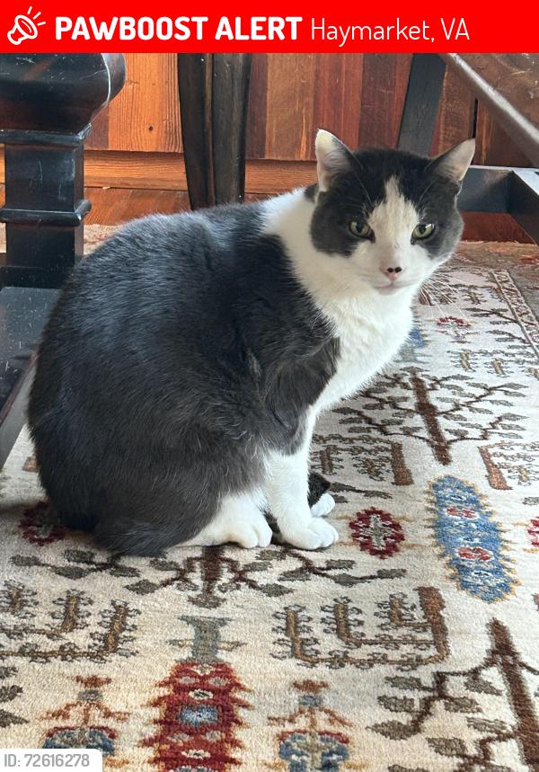 Lost Male Cat last seen Shelter Lakes Subdivision, Haymarket, VA 20169