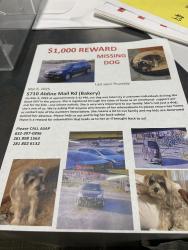 Lost Female Dog last seen Chrisman, Houston, TX 77039