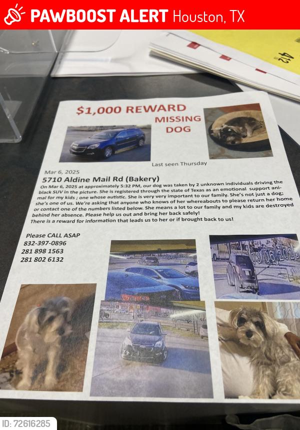 Lost Female Dog last seen Chrisman, Houston, TX 77039